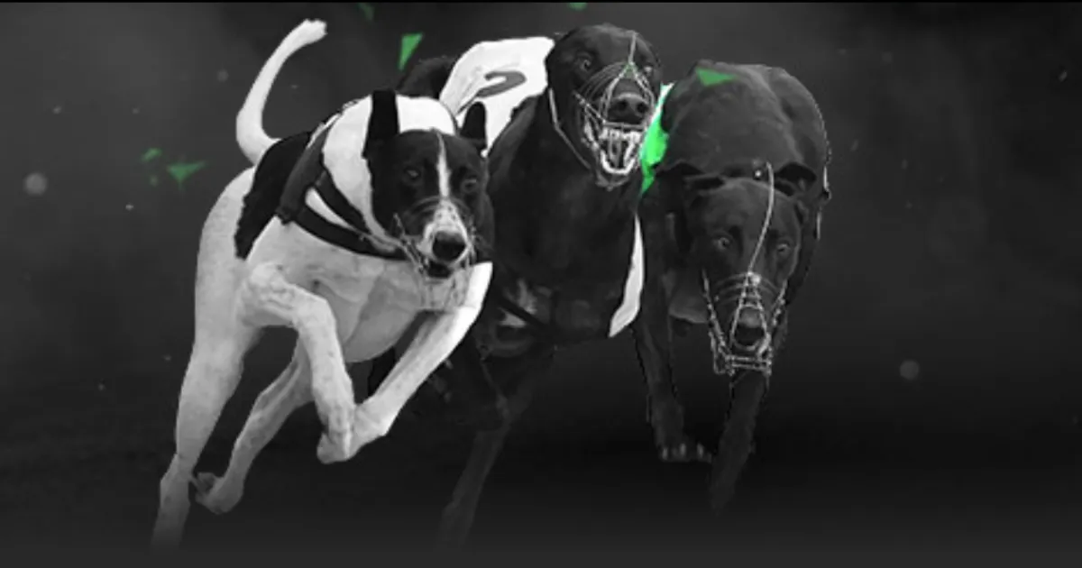 王楚钦亚洲,杯乒乓球赛,闯入半决赛,皇冠体育app下载,皇冠体育官网,澳门皇冠体育,bet皇冠体育在线